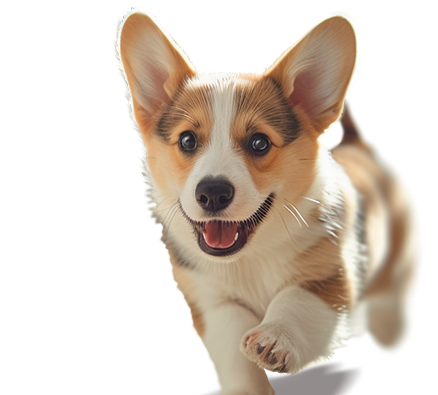 Товары для домашних животных